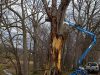 trimming-the-huge-branches