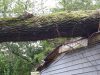 willow-on-house