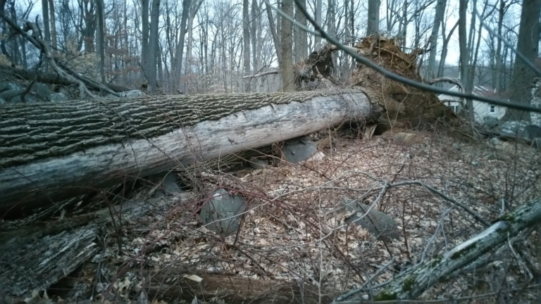 A Hurricane Sandy White Oak in Princeton: A Lesson in Physics and Patience