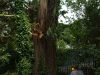 willow-trunk