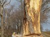 cutting-the-massive-trunk